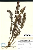 藏品(腎蕨)的圖片